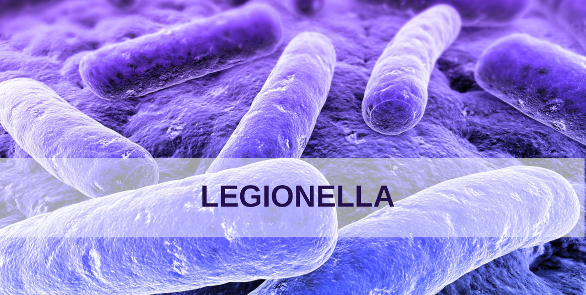 Bacteria Legionella
